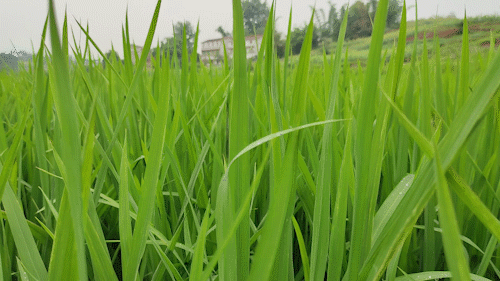 得益于党委、政府对粮食工作的重视和不懈努力，再生稻在全县迅速推广，蓄留面积达45万亩、有收面积已达40万亩以上、产量7万吨以上。