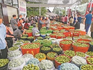 4.53万亩、2.42亿元：宣汉脆李的“产业经”