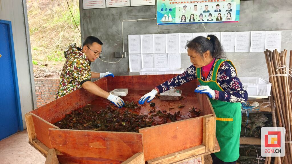 沿滩区联络镇汉乡源种养殖专业合作社理事长刘杰与村民挑选龙虾 记者罗祥瑞 摄.jpg