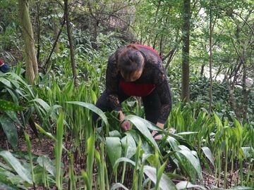 我的乡村超安逸｜粽香扑鼻 小特产撬动乡村大振兴