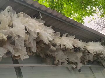 三千年前金沙先民吃什么？植物考古揭秘古蜀稻粟兼作的生存智慧