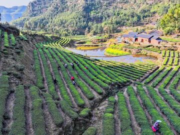 “三茶统筹”香更浓：“中国花茶之乡”构建产业发展闭环