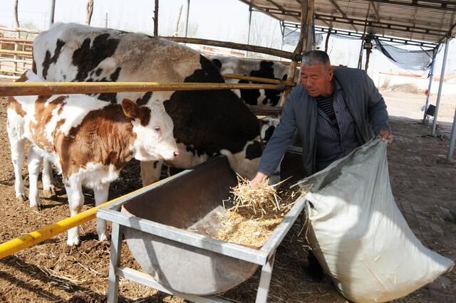 临河区干召庙镇东风村脱贫户谢福德正在喂牛。新华社记者李云平摄