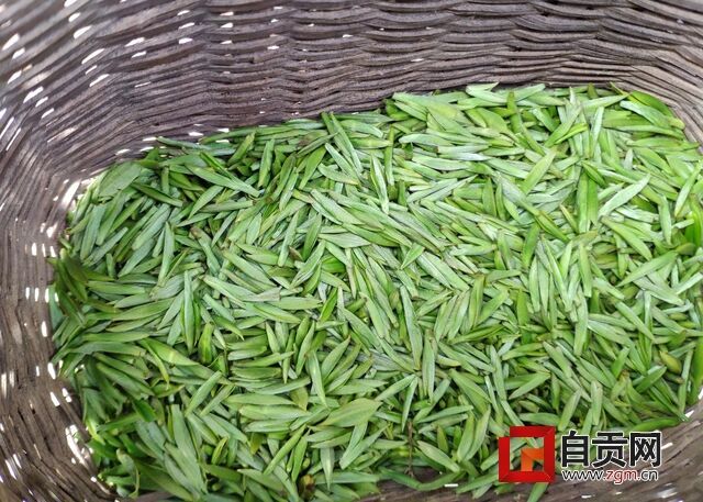 新鮮的春茶.jpg