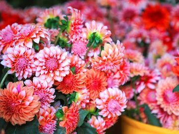 从攀枝花乡村到亚洲花都，盐边鲊石村大丽花的“山海突围”