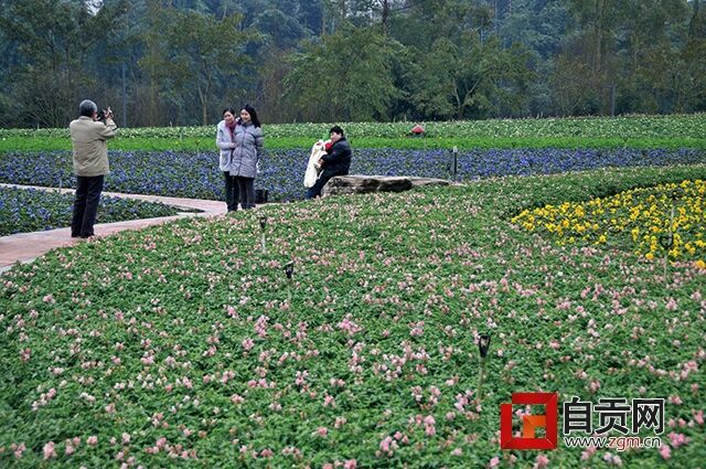 更换新一季花卉 冬日看花来“花海” 9个品种的花卉将于春节前全部开放 - 自贡网 - 在这里，读懂盐都