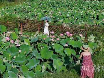 内自同城 | “荷”色生香！内江正子村28 亩荷花绽放