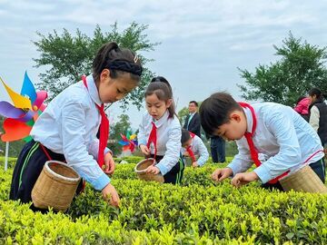 春天就要上茶山！来荣县，饮一口最早的春日鲜醇