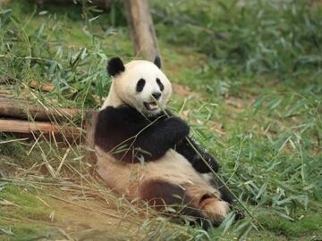 出发！大熊猫“金喜”“茱萸”启程西班牙 开启十年旅居生活