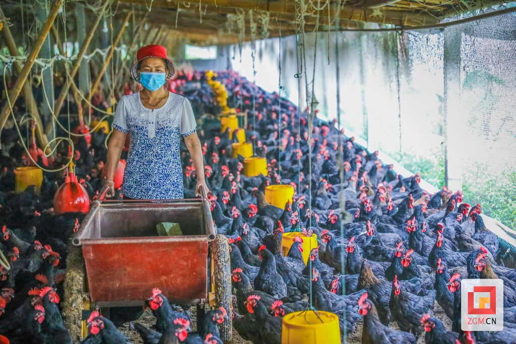 大安区回龙镇关帝村。邓仁先今年养殖了一万多只“花黑”鸡准备上市。