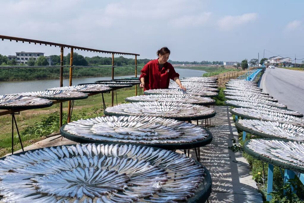 六门闸社区居民晒制风干鱼。通讯员 许理伟 摄.jpg