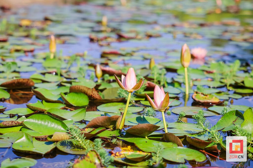 粉瓣凝露，碧叶承风 记者 宋姿熠 摄.jpg