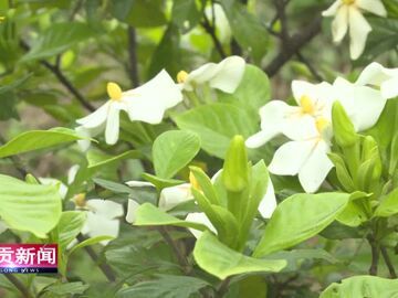 自贡新闻｜栀子花开香满村 “芳香经济”点亮乡村振兴