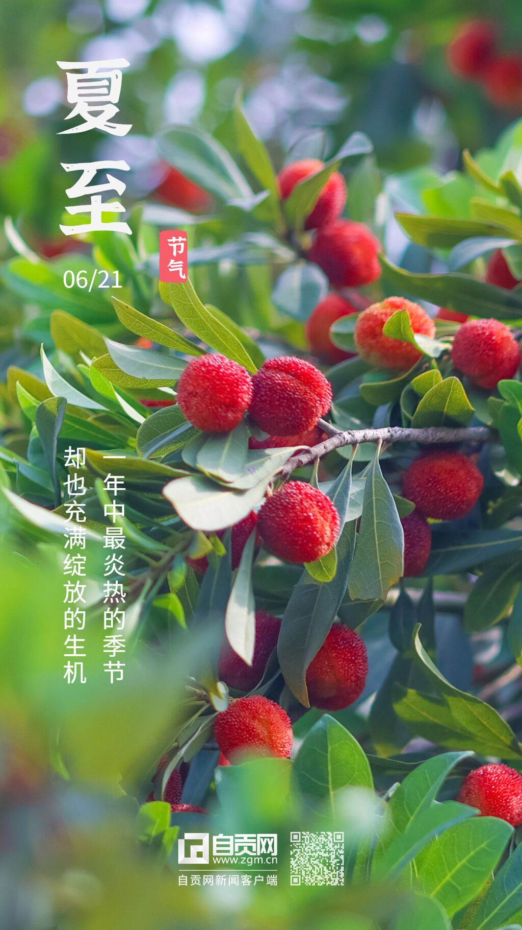 夏至節(jié)氣荷花中國風(fēng)實(shí)景手機(jī)海報(bào).jpg