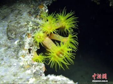 最新研究发现海平面上升助长入侵海洋物种扩散