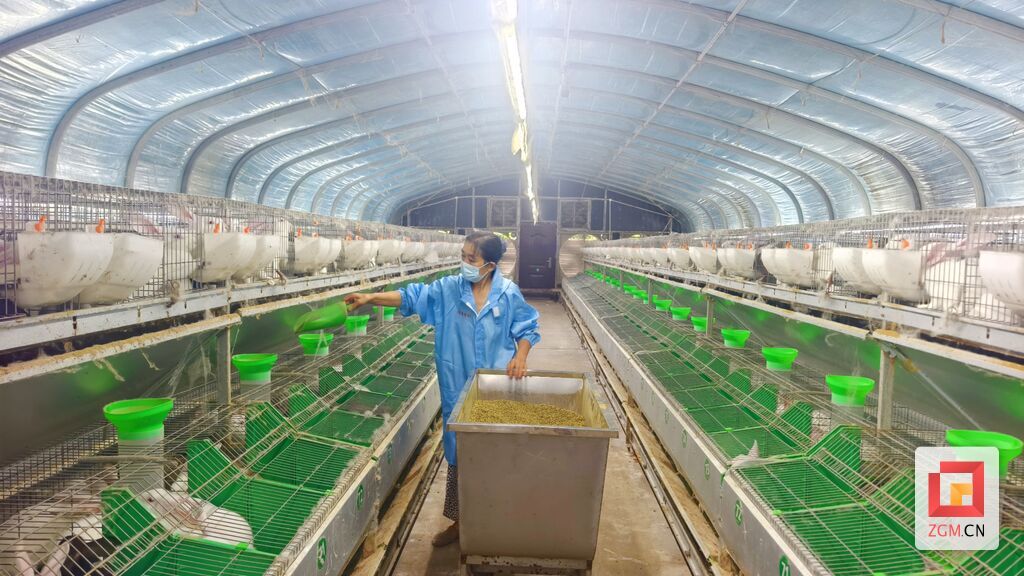 新程兔业员工正在给兔子喂食 记者罗祥瑞摄.jpg