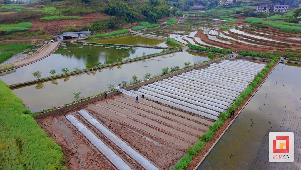 沿滩区联络镇江冲村刘杰与村民一起春耕劳作 记者 罗祥瑞 摄 (3).jpg