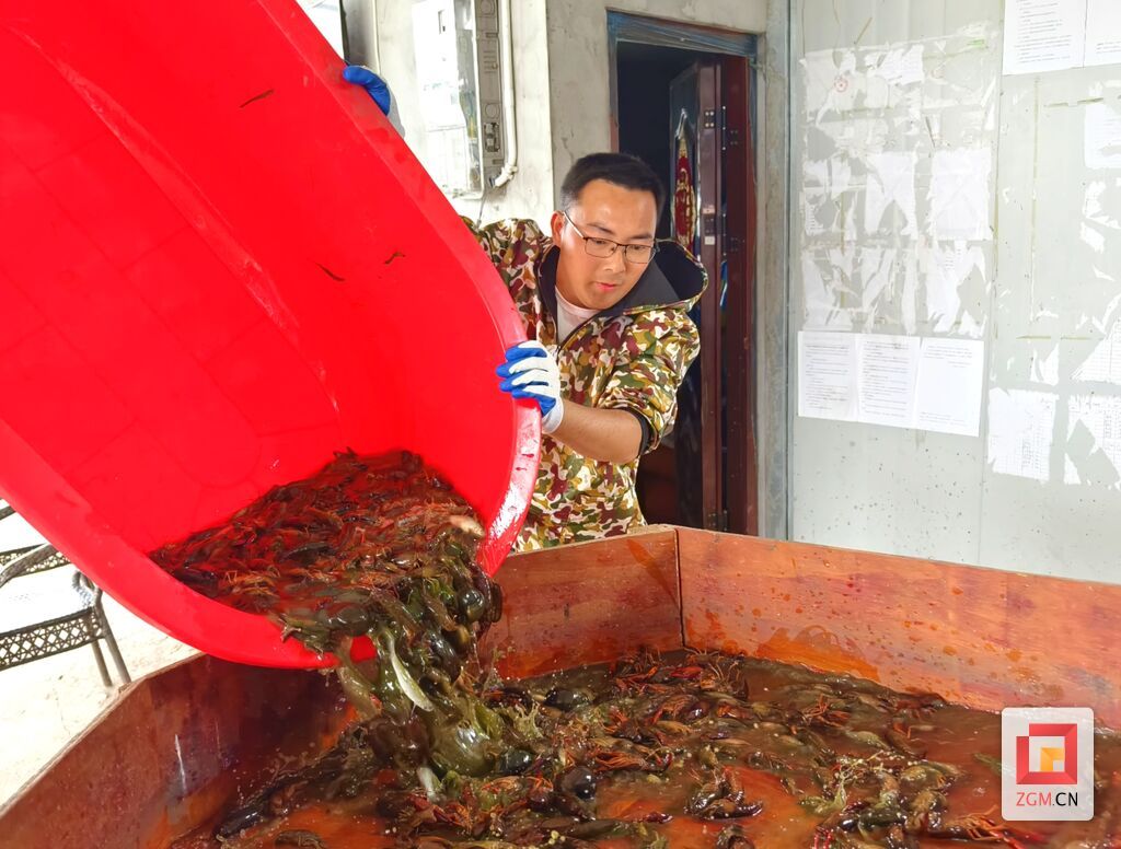 沿滩区联络镇汉乡源种养殖专业合作社理事长刘杰正在清理龙虾 记者罗祥瑞 摄.jpg