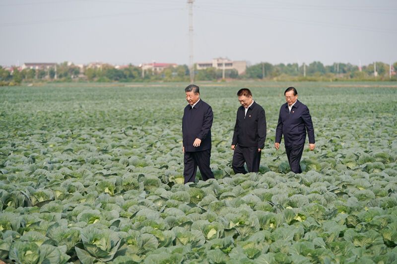 2024年11月5日，習(xí)近平總書記在湖北嘉魚潘家灣鎮(zhèn)十里蔬菜長(zhǎng)廊考察。