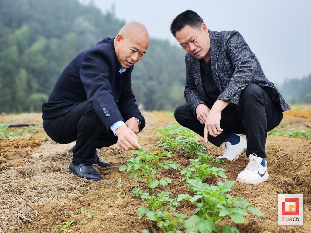 青山村的土豆窜出嫩芽.jpg