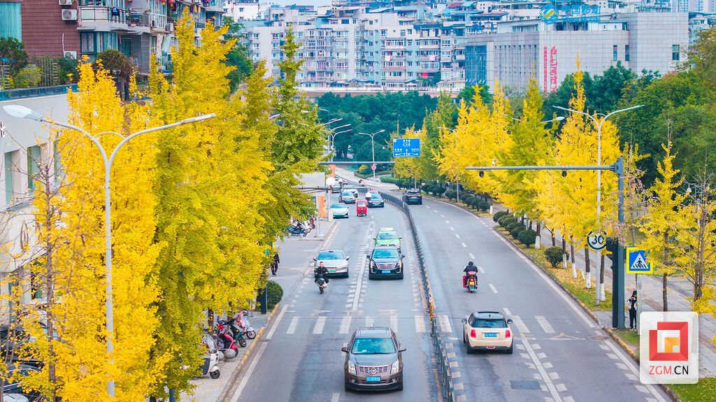 金黄的银杏为街道增量一抹自然的诗意与生机 记者 宋姿熠 摄.jpg