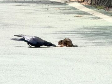 意外开战！唐家河鼯鼠不敌乌鸦，输得明明白白