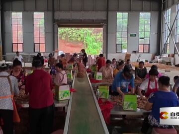 直播盐都｜五宝镇红沙地花生迎丰收 “金豆豆”串起乡村振兴致富链
