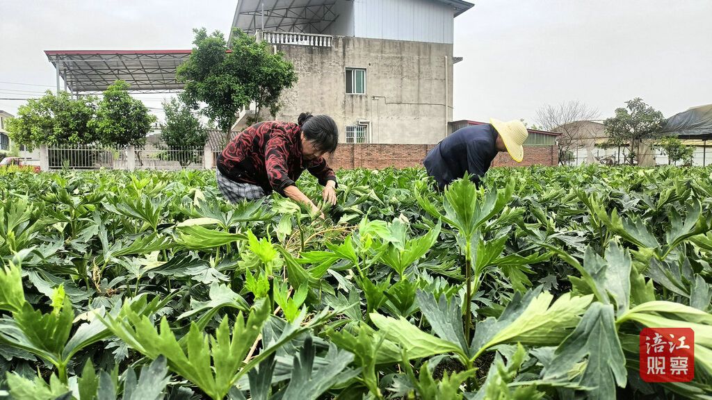 江油附子3_1.jpg