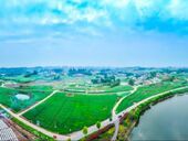 永安镇：春日麦田铺绿毯 