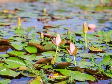 睡莲初绽！盐都植物园竟藏了这般诗意秘境