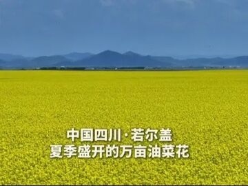 央媒看四川丨在若尔盖 邂逅万亩金色花海