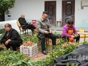 内自同城 | 春播正当时，村民种“黄金”