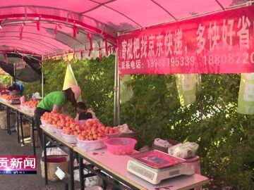 自貢新聞丨貢井區(qū)建設(shè)鎮(zhèn)：枇杷迎豐收 甜蜜再升級(jí)