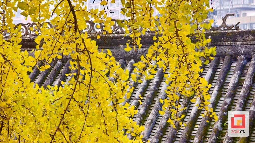 盐史馆的银杏与建筑相得益彰 记者 罗祥瑞 摄 (2).jpg