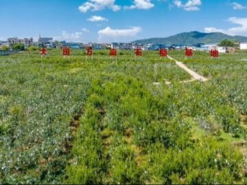 我的乡村超安逸丨攀枝花：大田“蜂”景独好 酿出双赢“蜜”方