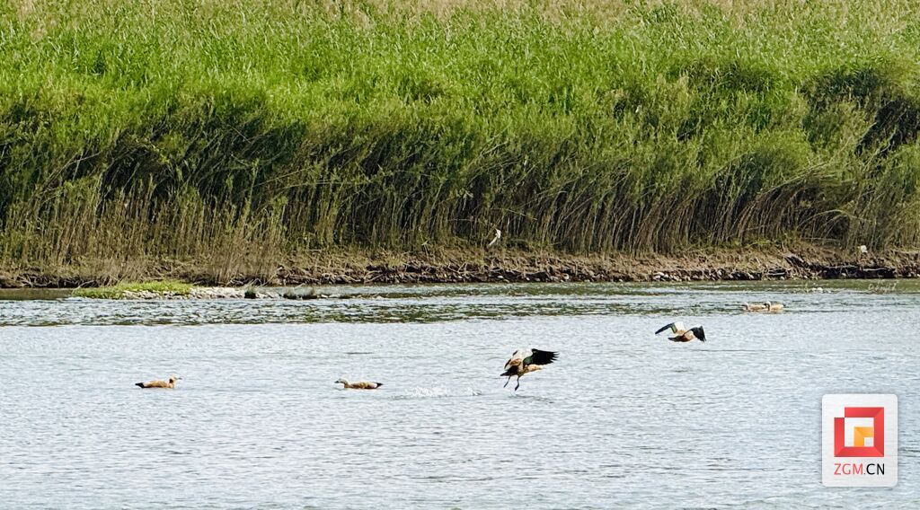 沱江上的赤麻鸭 .jpg