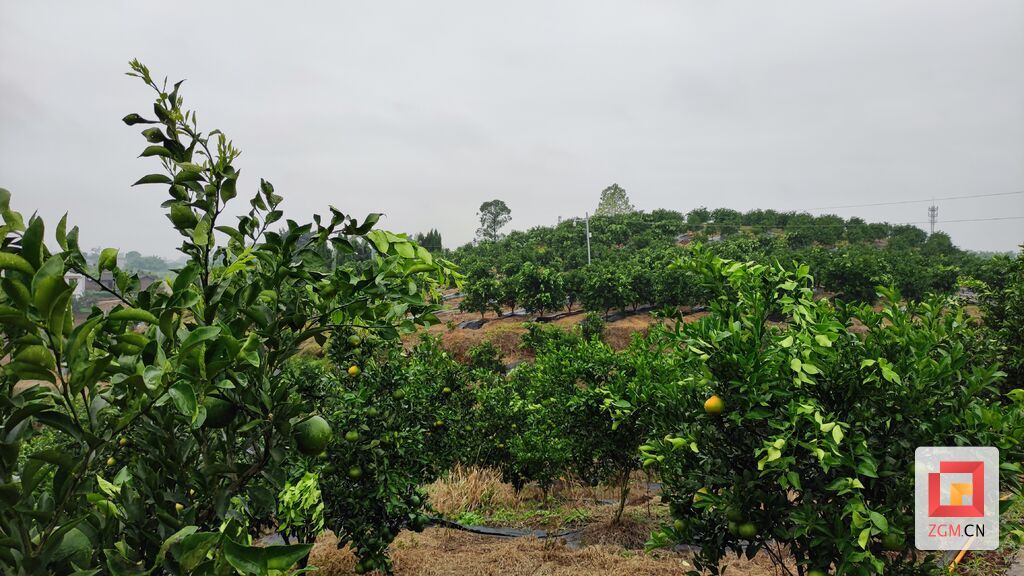 罗寺村村集体经济公司的柑橘园果实挂满枝头