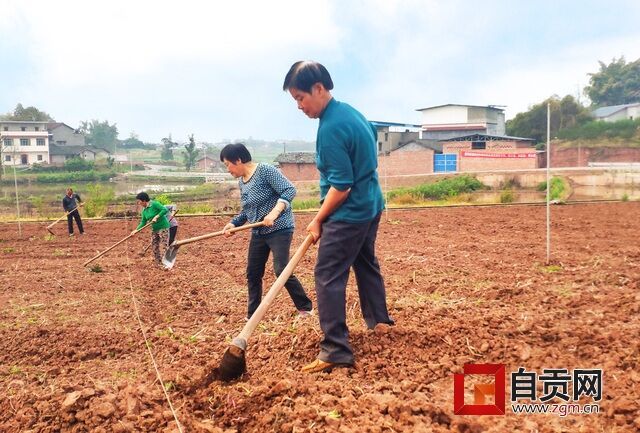 整理土地为高粱移栽做准备.jpg