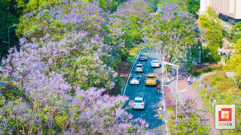 车行花荫里，邂逅初夏限定的温柔 记者 宋姿熠 摄.jpg