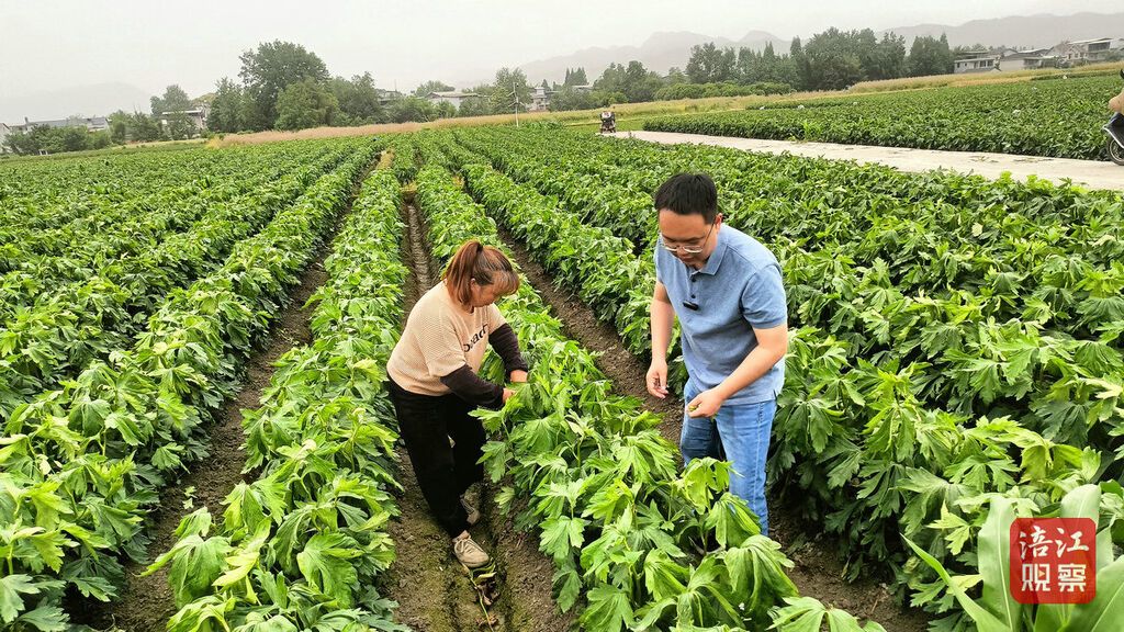 江油附子6_1.jpg