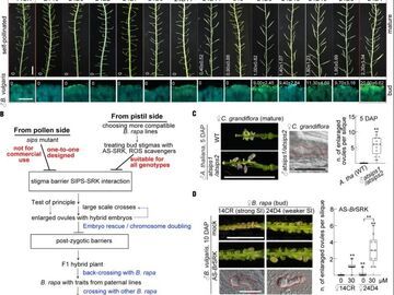 我国科学家揭示远缘花粉与雌蕊柱头的识别机制