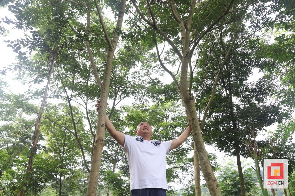 邹利细心呵护他的黄花梨树
