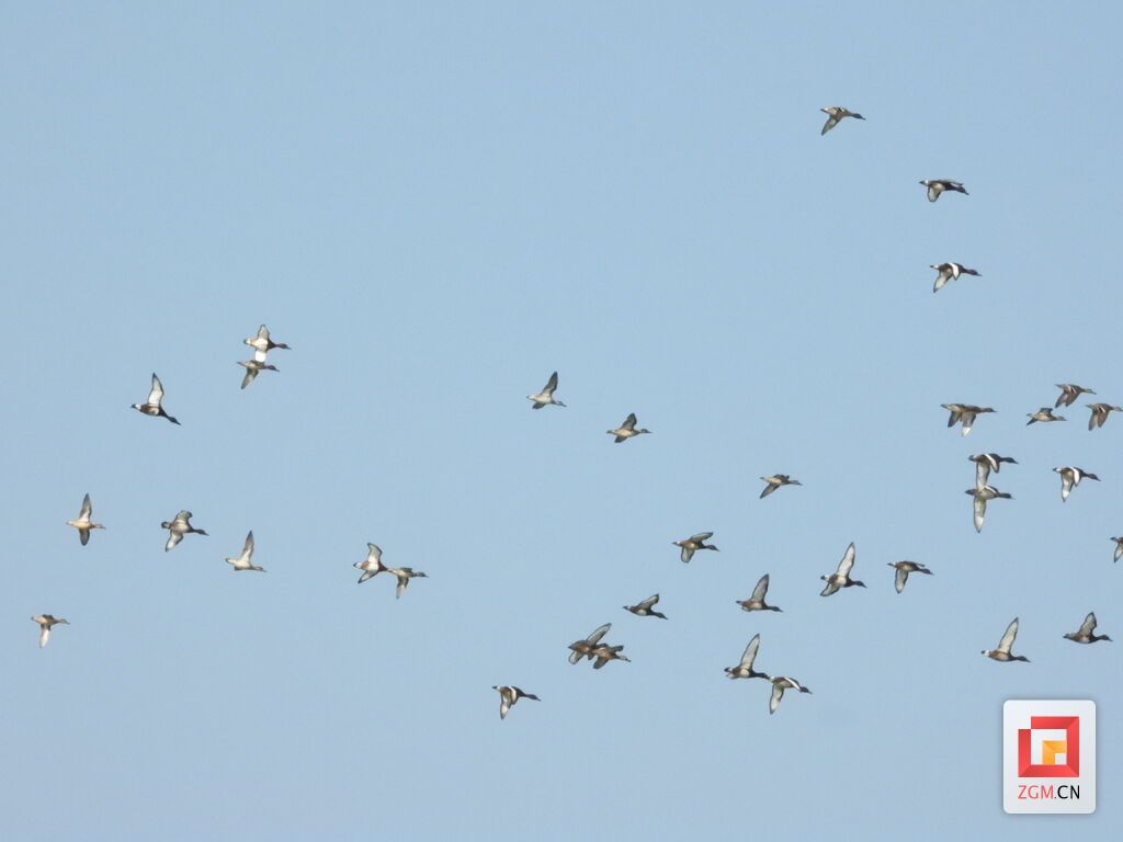 小井溝水庫的水鳥 鄧睿麗攝.jpg