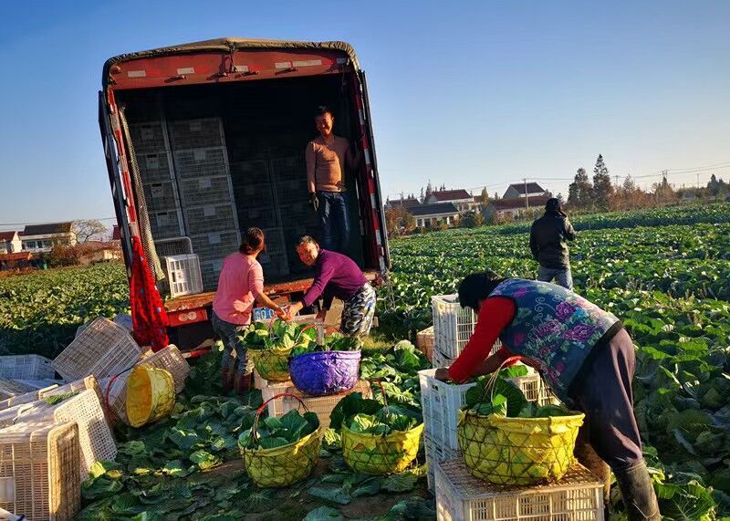万安村村民采收蔬菜。万安村供图.jpg