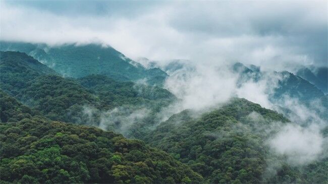 涼山境內(nèi)森林覆蓋率高達(dá)52.16% ，是全國、全省森林火案易發(fā)頻發(fā)極高風(fēng)險區(qū)。涼山州公安局供圖