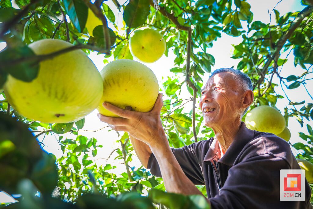 贡井建设镇大田村。潘栋梁家种的柚子大丰收，他正忙着采摘成熟的柚子。