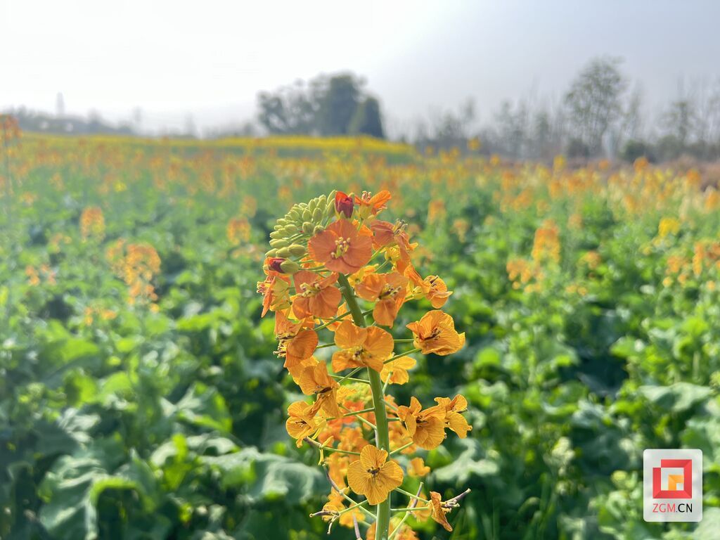 沿滩镇油菜花开了.jpg