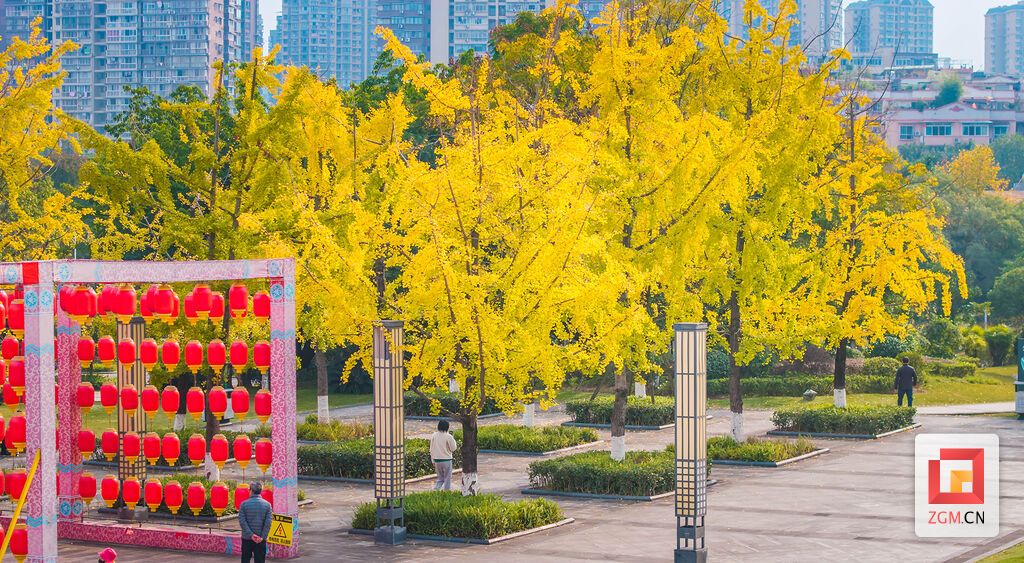 汇东公园的银杏黄了 记者宋姿熠 摄.jpg