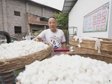 荣县河口镇蚕桑产业提质增效 交出亮眼增收答卷