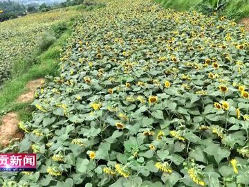 自贡新闻｜油葵花开铺就金色花海 农旅融合助农增收